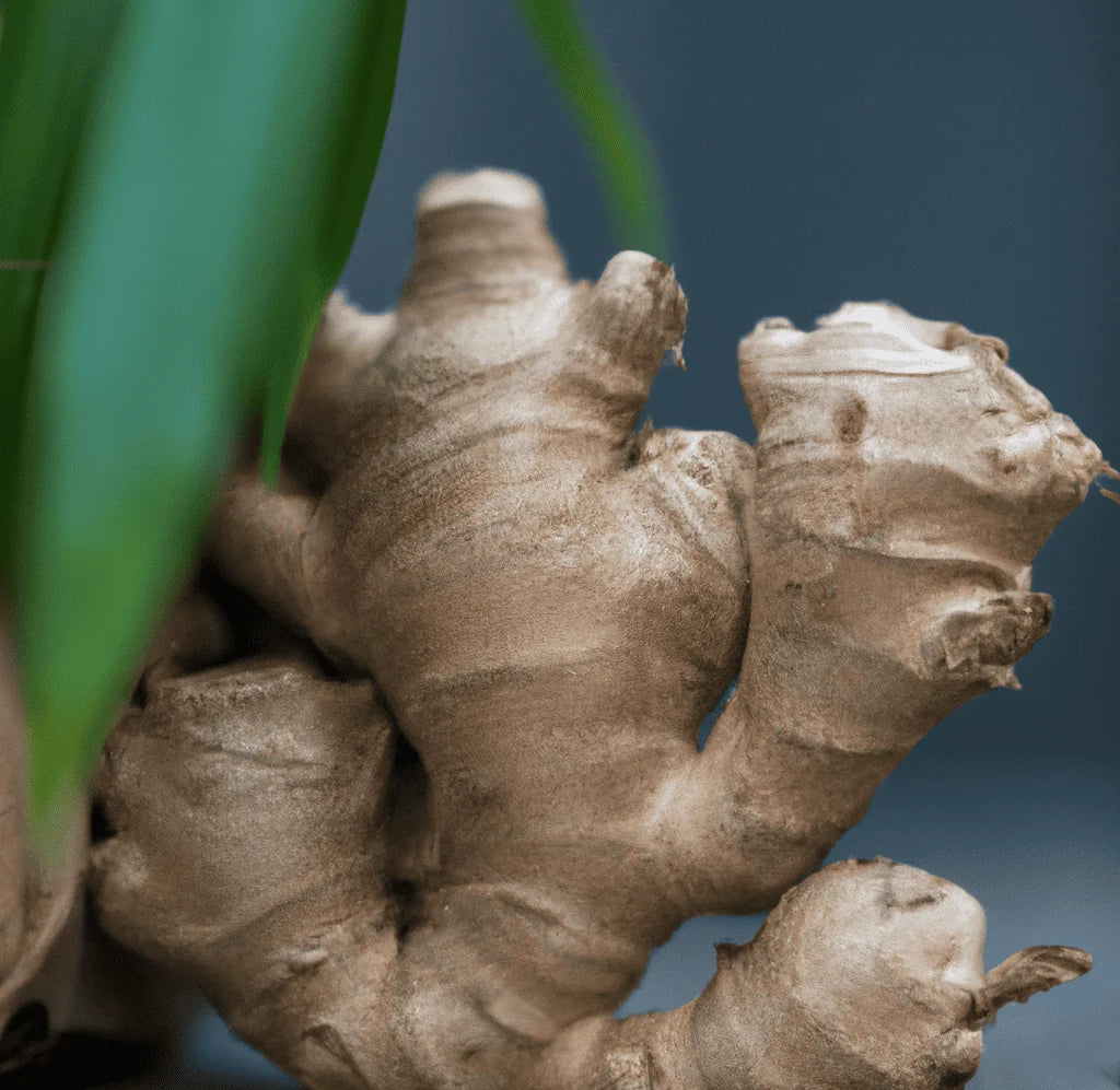 De gemberplant: Het groeiproces van deze smaakvolle wortel